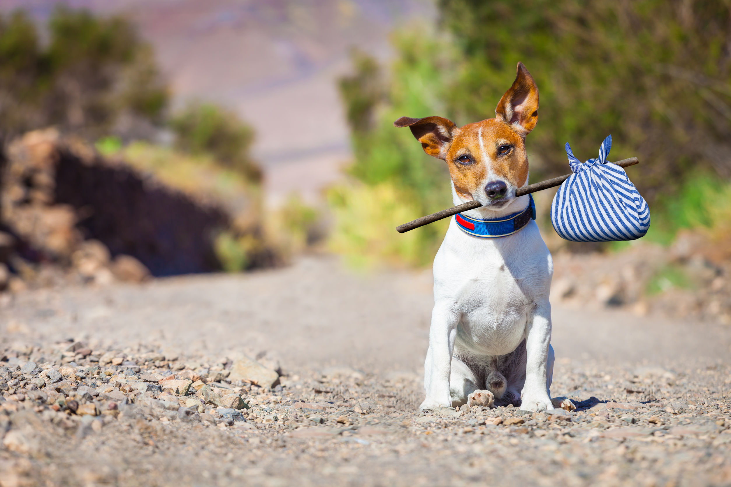 Pet Friendly Hotel in Prattville